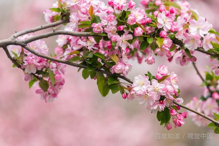 什么是海棠文学？