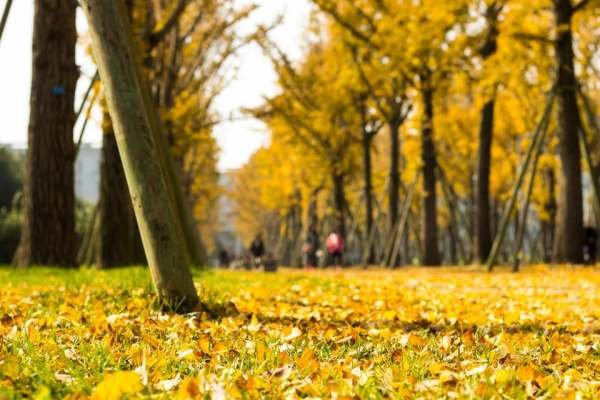 一斑见豹，一叶知秋。是什么意思？