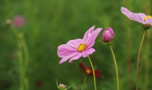 什么是格桑花