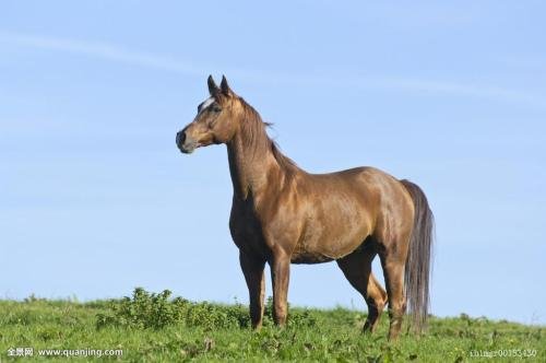 “五米三步紧在追”代表什么动物？