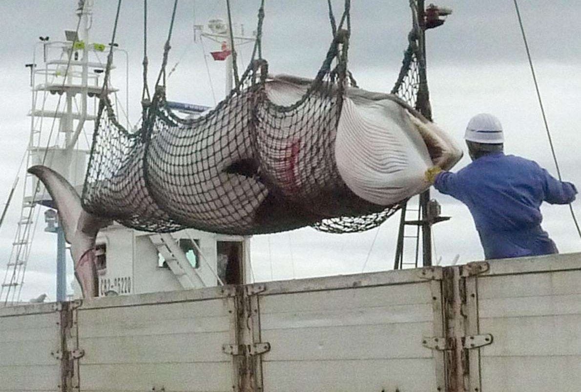 日本捕鲸船捕获1438吨鲸鱼肉，为什么日本那么喜欢捕杀鲸鱼？