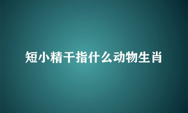 短小精干指什么动物生肖