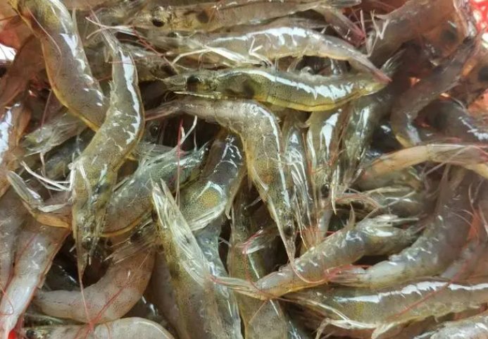 基围虾得名主要是因为蚂蚁庄园