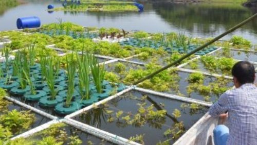 生态浮岛生产厂家