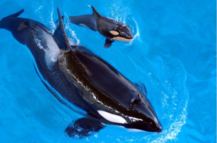 蓝鲸的天敌是什么？