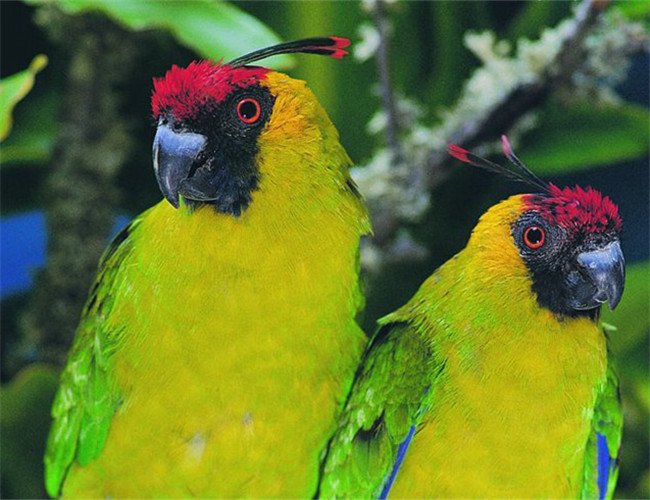 独角鹦鹉的分布范围