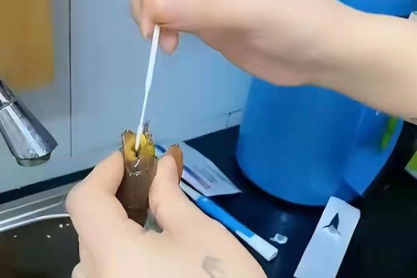 上海一女子给龙虾做抗原检测引热议，网友们讨论的焦点是什么？