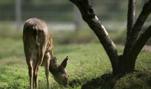 网曝二级保护动物獐被“活体取奶”，官方如何回应？