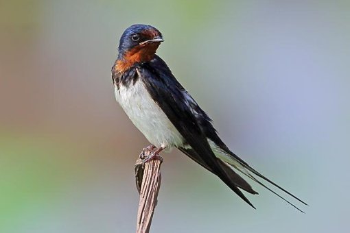 绝句迟日江山丽 泥融飞燕子的意思 是什么？