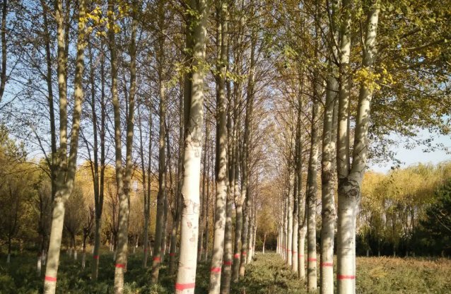 白杨树的特点和精神