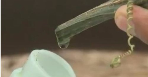 怎样提取丝瓜水