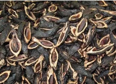 槟榔口香糖“兴起”,真的“不伤口腔”吗?对身体真的无害吗?