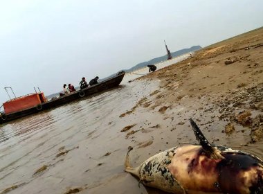 鄱阳湖水位下降鱼搁浅:村民捡鱼打包成箱运走,此举有何安全隐患?