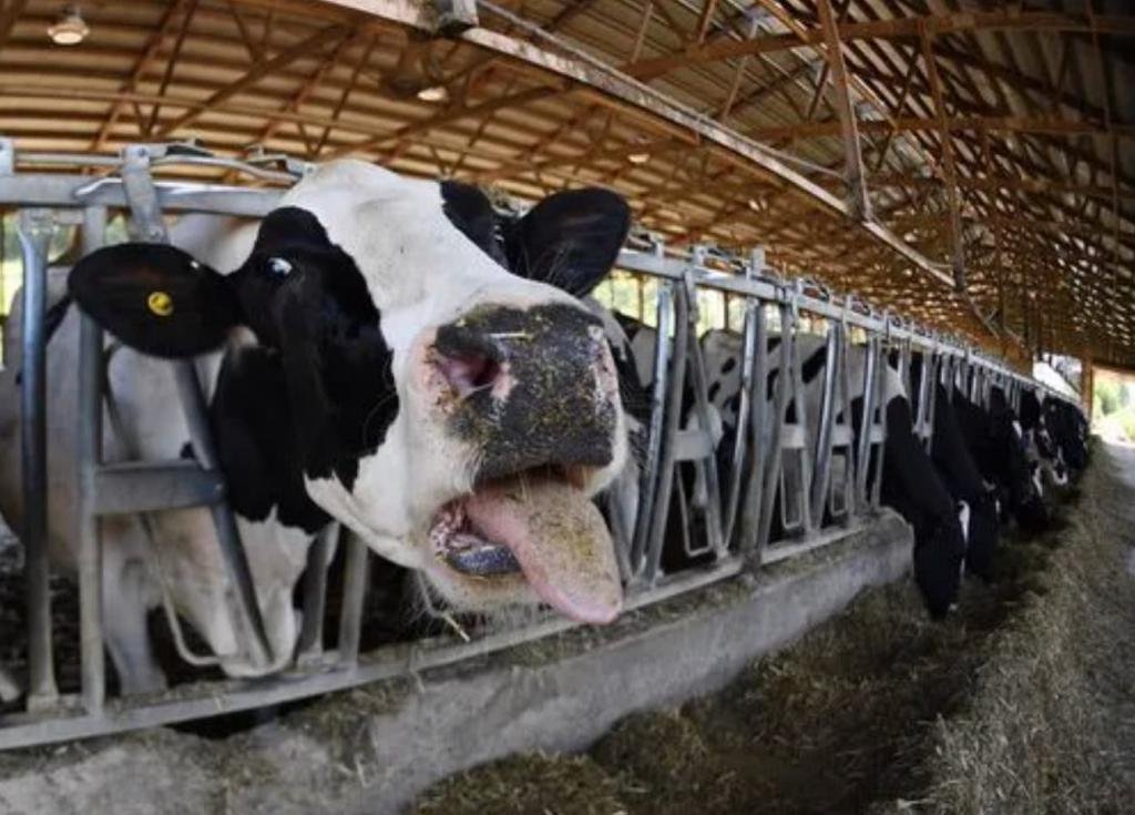 你如何看待英国奶农或将被迫倒掉牛奶这件事？