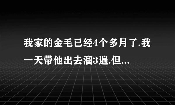 我家的金毛已经4个多月了.我一天带他出去溜3遍.但还是在家尿.也不知道什么时候是个头