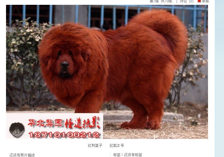 藏獒红利有多高?