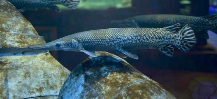 鳄雀鳝的天敌和克星是什么？这种鱼有什么危害？