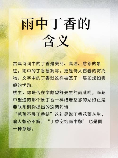 雨中丁香的含义？