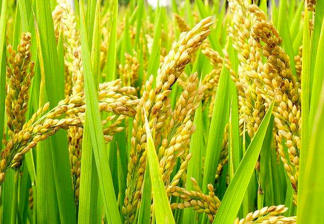 早稻是什么意思