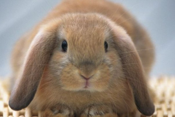 有翅难飞打一生肖动物