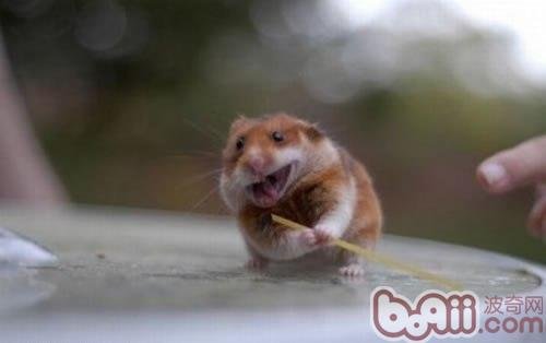 仓鼠装死怎么辨别？仓鼠为什么装死