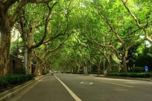 为什么会有“梧桐树上落凤凰”这样的说法？