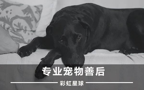 狗狗死了后应该怎么处理?