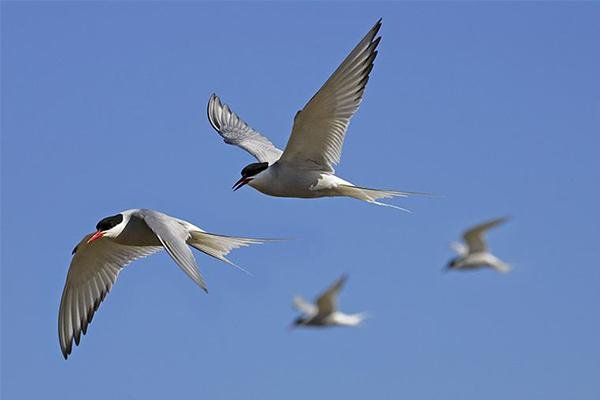 鄱阳湖空前干旱，候鸟过冬成大考，这到底是怎么一回事？