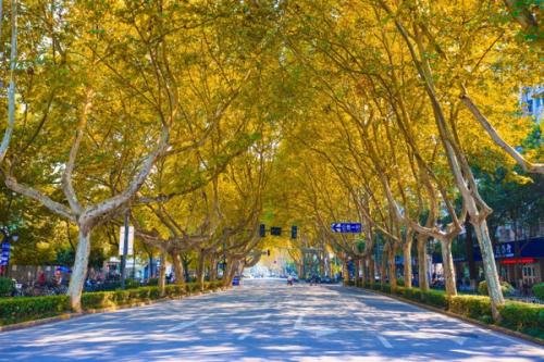 为什么会有“梧桐树上落凤凰”这样的说法？