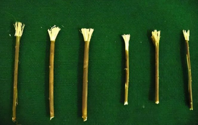 哪种植物是古代的牙刷