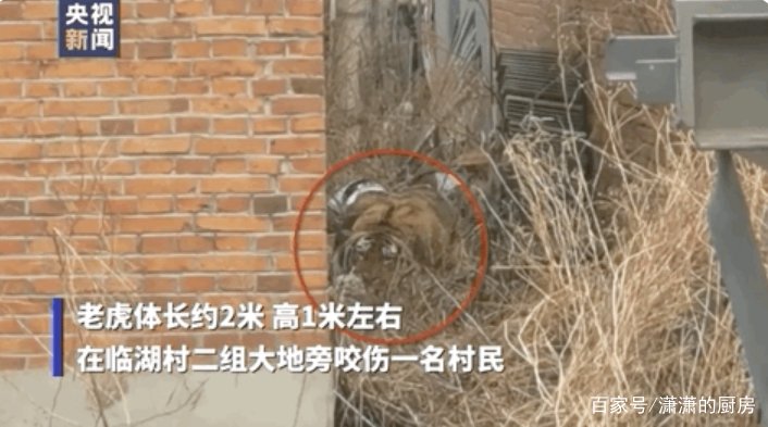 东北虎拍碎车窗亲历者发声，他究竟经历了什么？