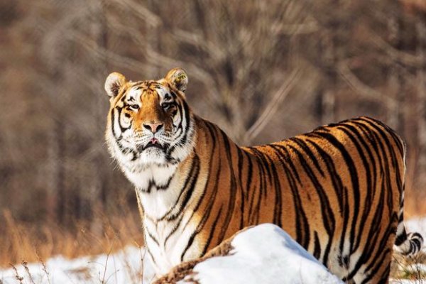 满面春风正确答案指的是什么生肖