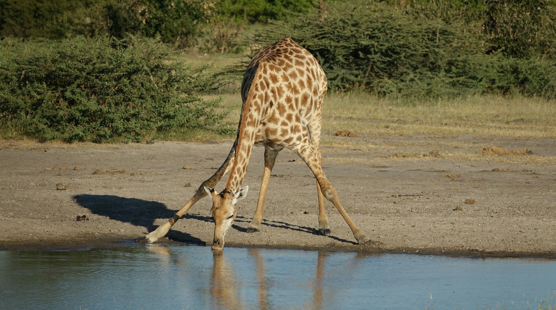 猜一猜长劲鹿可以多久不喝水