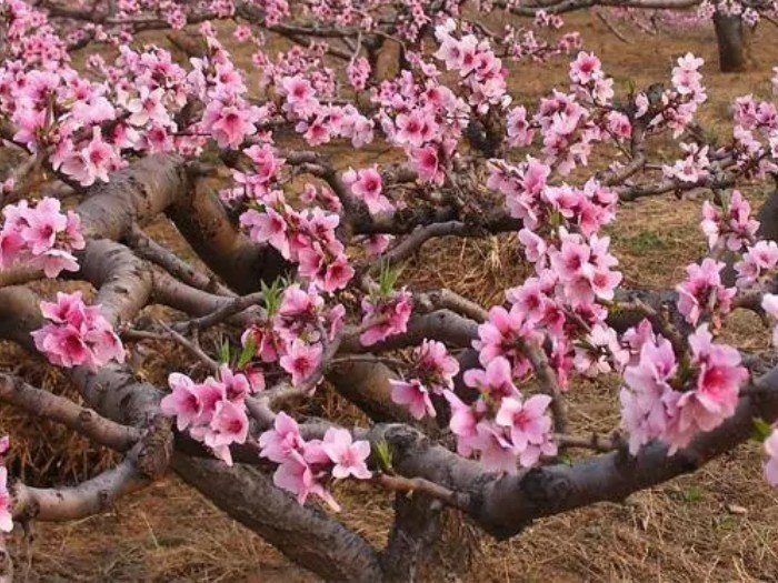 桃树是先开花还是先长叶子