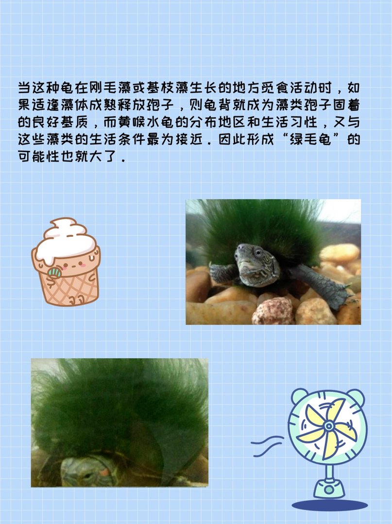 身上能长出“绿毛”的乌龟——绿毛龟