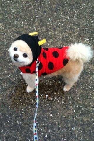 一只英系博美俊介幼犬多少钱？ 俊介顽皮，忠诚，好饲养吗?