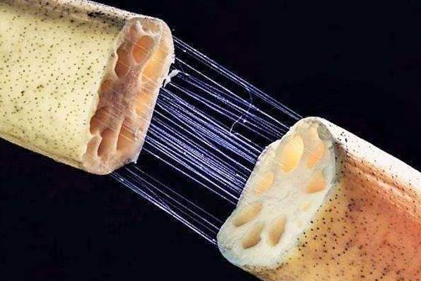 藕断丝连的科学解释