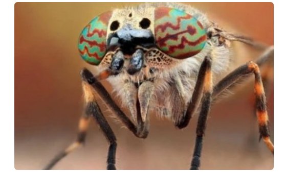 有没有吃人肉的马蝇啊？