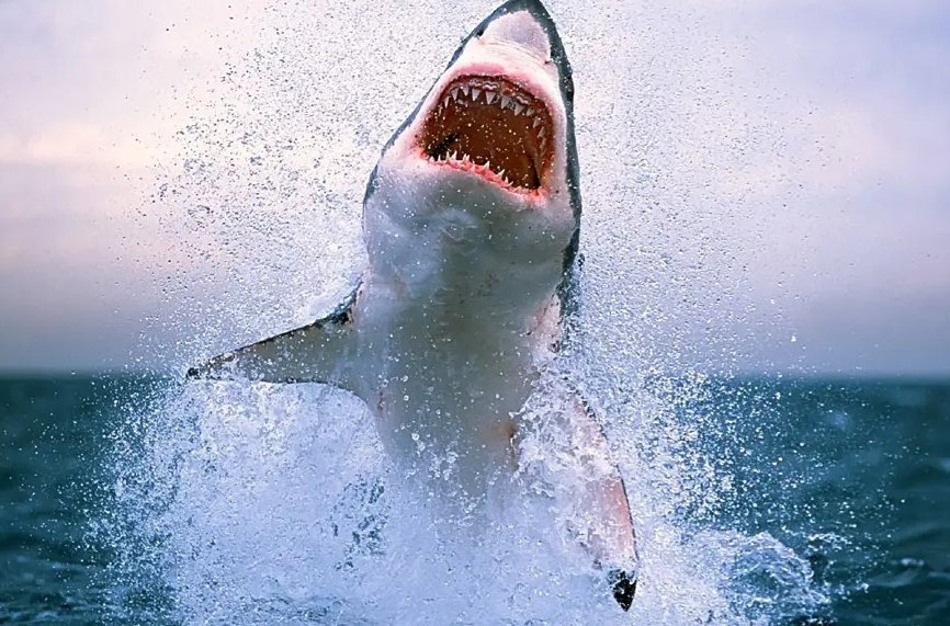 鲨鱼的天敌是什么动物