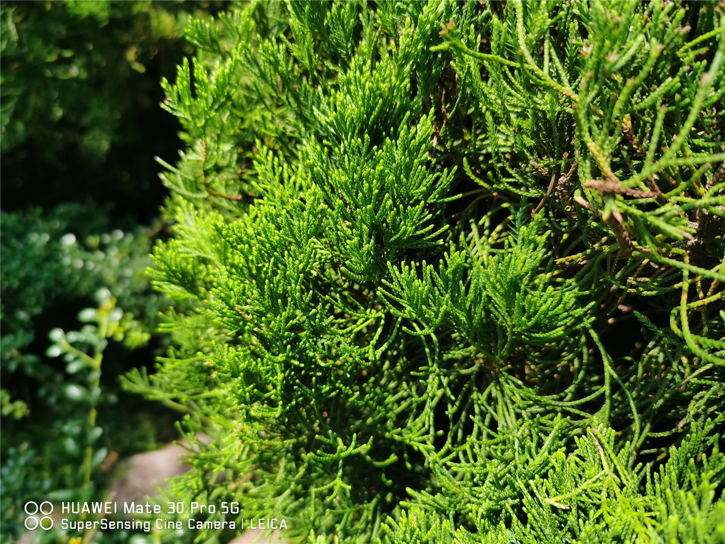种植龙柏树的忌讳