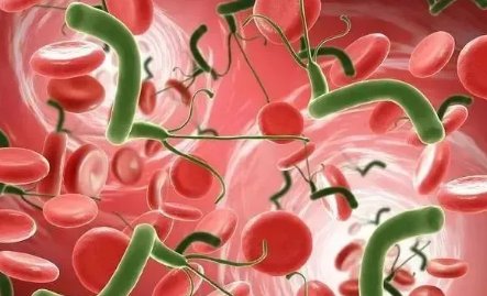 广东1家4人查出幽门螺旋杆菌孩子疼得打滚，得了幽门螺杆菌该怎么办？