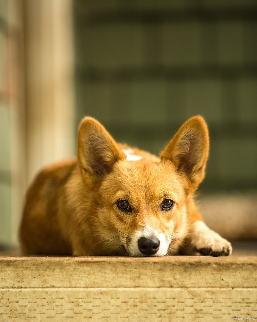 老公不喜欢我养狗，养狗以后夫妻矛盾多，该为了婚姻而放弃自己的宠物？