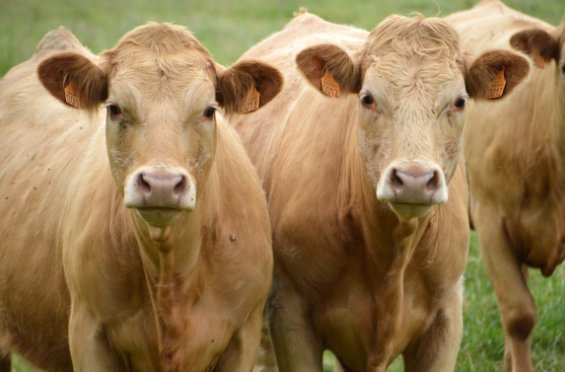 鼓足干劲解一生肖