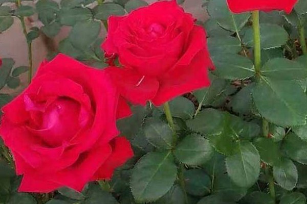 六朵玫瑰花代表什么意思