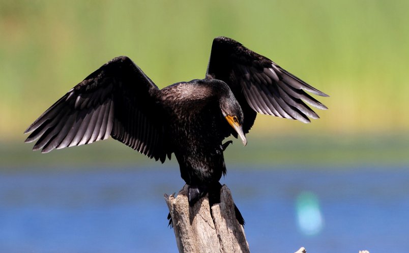 鸬鹚怎么读 字词