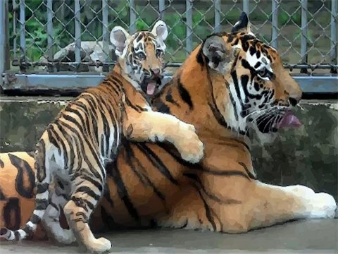 属虎的人是几几年出生今年多大了？