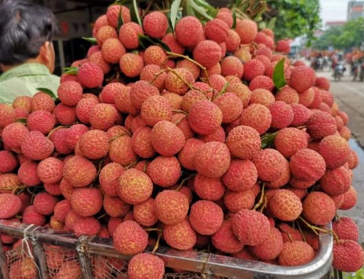 海口永兴镇一家农户36年种出辣椒味荔枝，辣椒味的荔枝好吃吗？