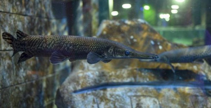 鳄雀鳝的天敌和克星是什么?这种鱼有什么危害?