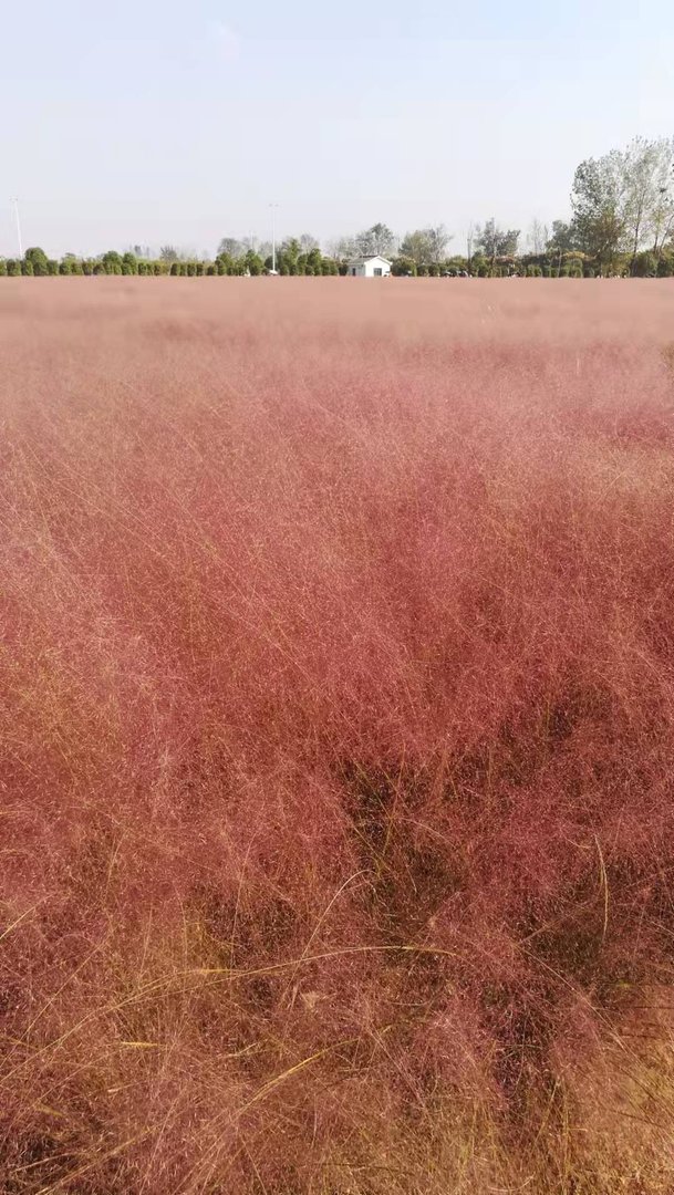 年纪最大的大学生有多大了？