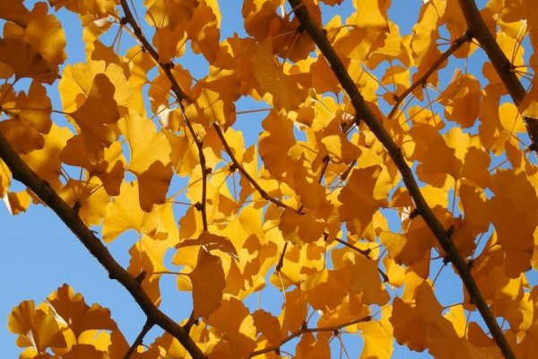 银杏叶像什么比喻句